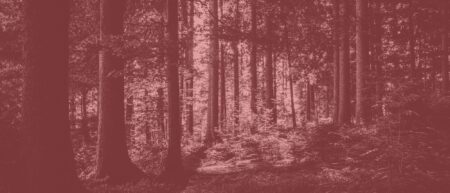 A photograph of a forest with the light coming through the middle of the trees. The photo is in grayscale and tinged pink, making it hard to see that it is a forest and trees.