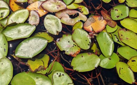This is a cluster of individual lily pads floating in dark water.