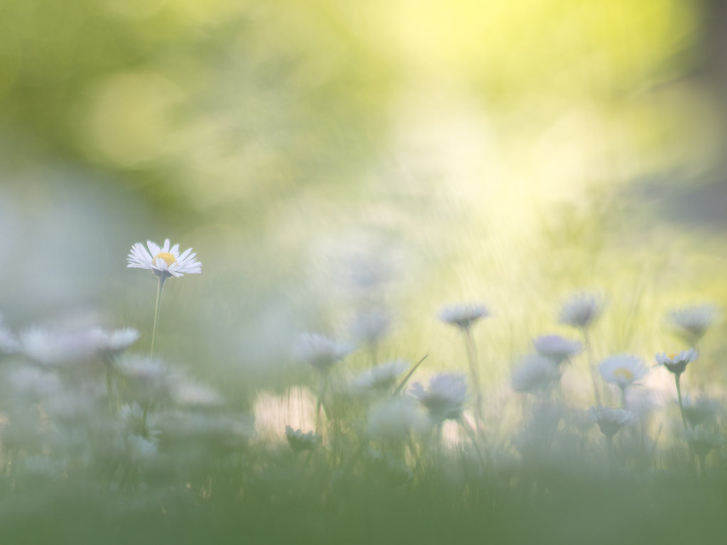 Blurry field of daisies