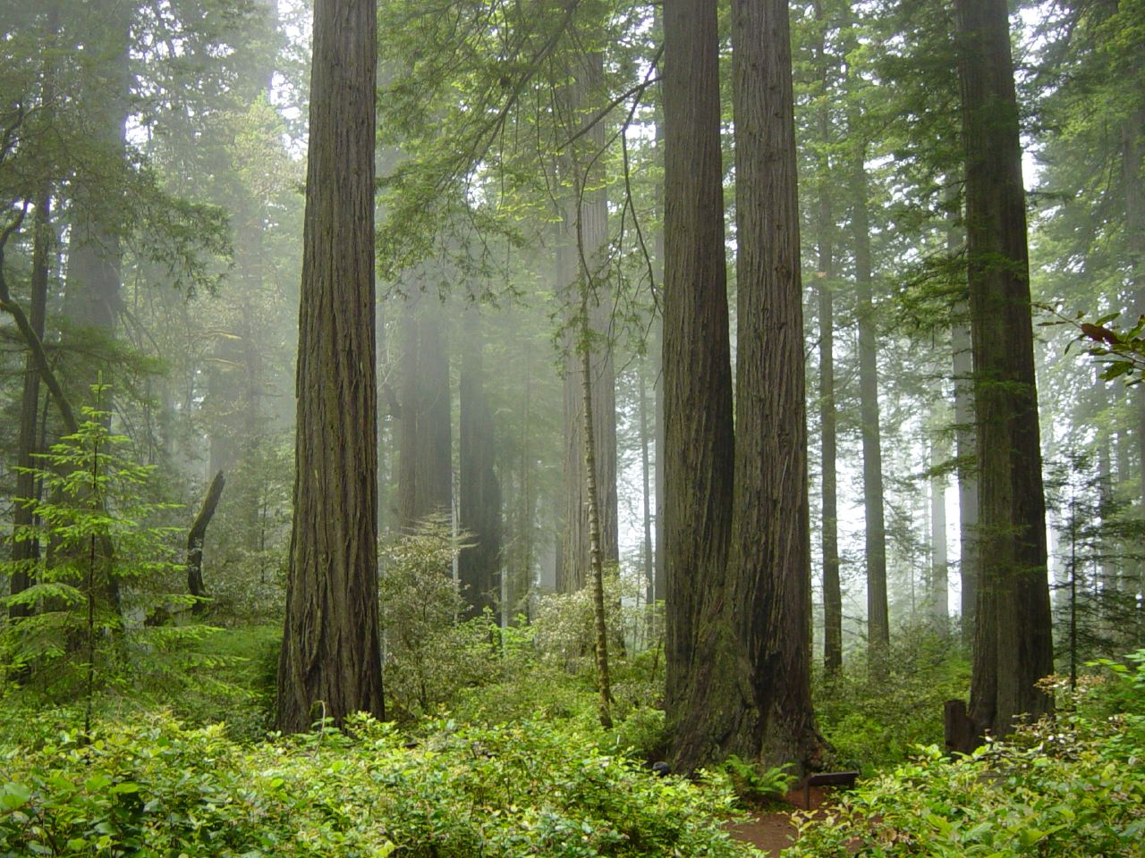redwood trees in fog